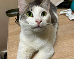 Кошки в Голицыно: 💚 Ищем любящих и заботливых хозяев для котика 💚 Мальчик, Бесплатно - фото 7