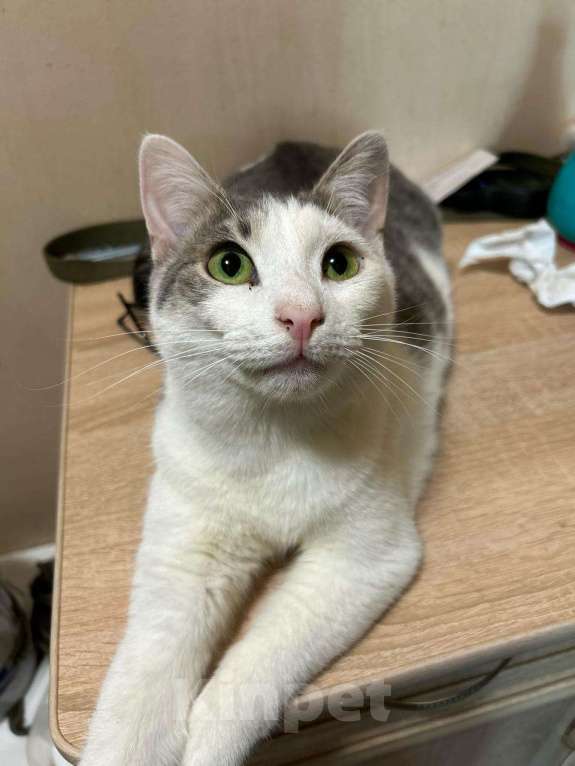 Кошки в Голицыно: 💚 Ищем любящих и заботливых хозяев для котика 💚 Мальчик, Бесплатно - фото 2