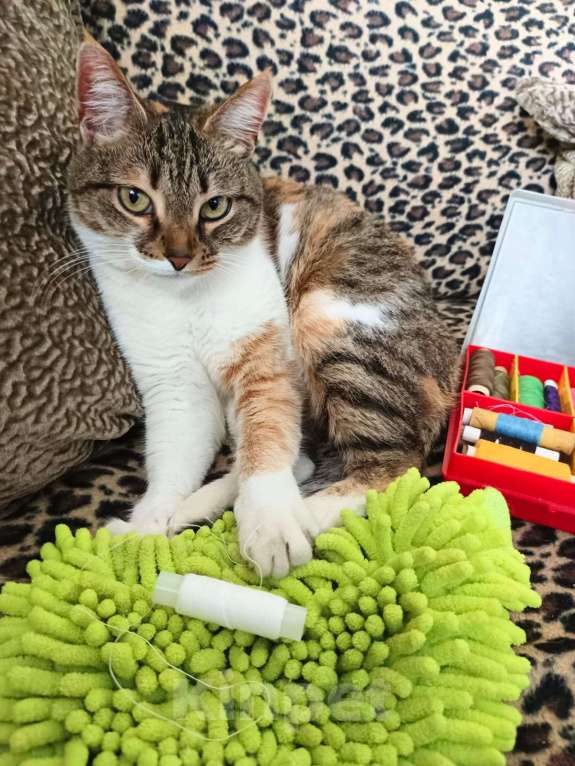 Кошки в Ставрополе: отдам в добрые руки Девочка, Бесплатно - фото 2