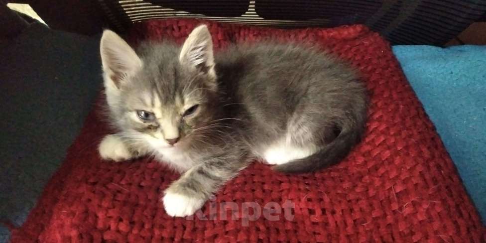 Кошки в Томске: Котёнок в добрые руки Девочка, Бесплатно - фото 6