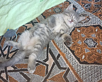 Кошки в Екатеринбурге: Котенок, девочка. Девочка, 3 500 руб. - фото 1