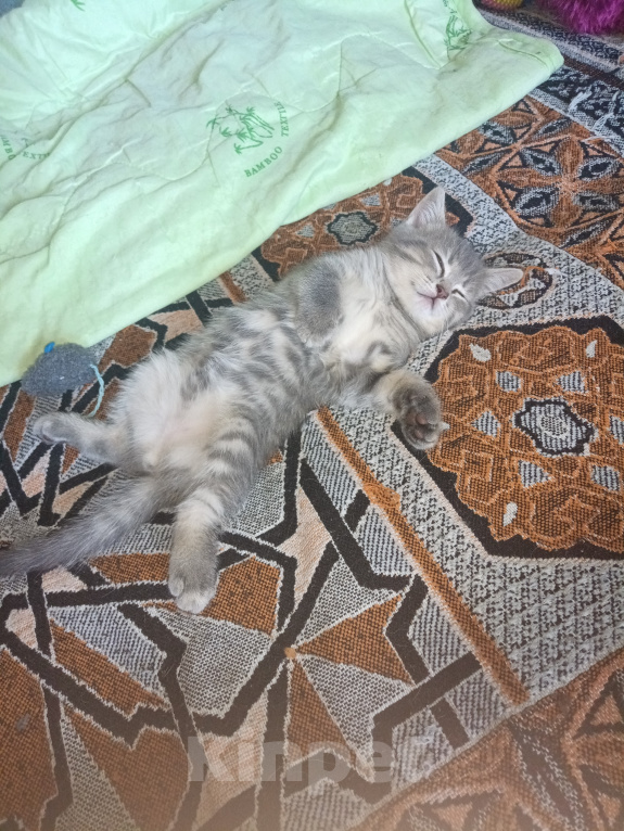 Кошки в Екатеринбурге: Котенок, девочка. Девочка, 3 500 руб. - фото 1