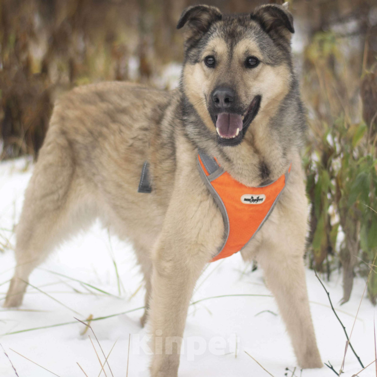 Собаки в Москве: Тайна Девочка, Бесплатно - фото 3