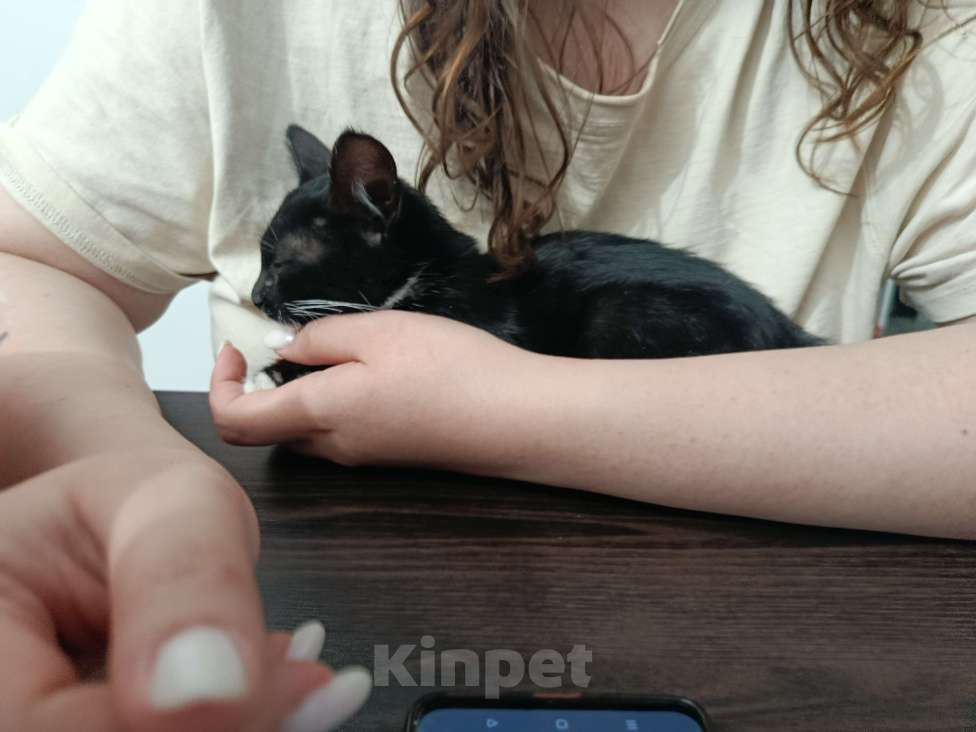 Кошки в Оренбурге: Любопытный котёнок Девочка, Бесплатно - фото 1