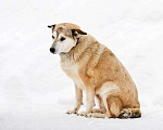 Собаки в Москве: Ника - спасена из Бурятии срочно ищет дом Девочка, 100 руб. - фото 5