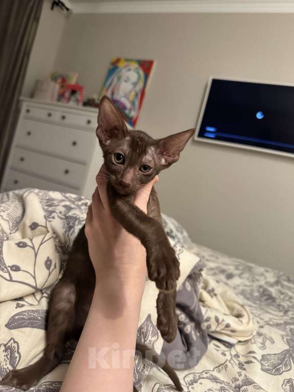 Кошки в Волгограде: Орики готовы к переезду Мальчик, Бесплатно - фото 3