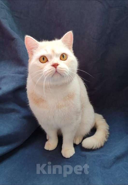 Кошки в Москве: Британские коты и кошки  Мальчик, 30 000 руб. - фото 2