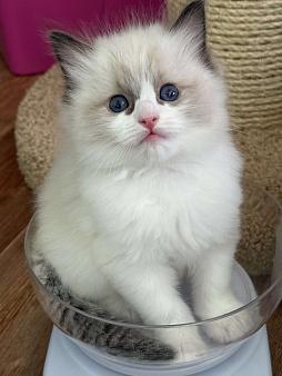 Мальчик рэгдолл