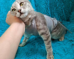 Кошки в Краснодаре: Котенок ищет любящего человека Девочка, Бесплатно - фото 2