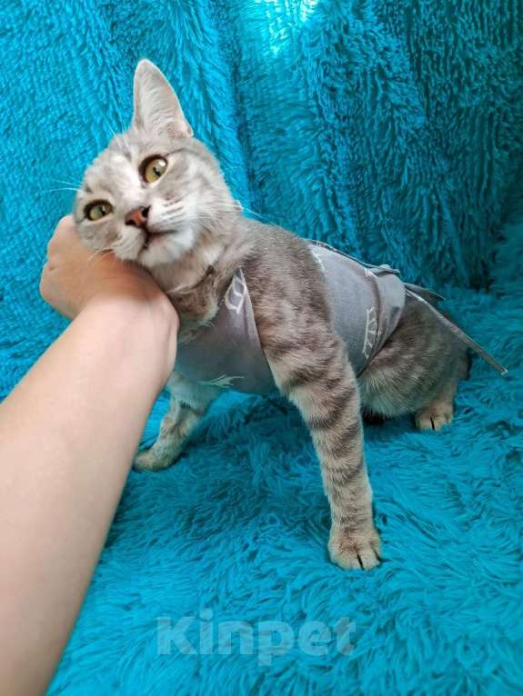 Кошки в Краснодаре: Котенок ищет любящего человека Девочка, Бесплатно - фото 2