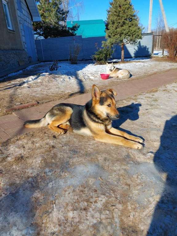 Собаки в других городах Московской области: Добряк Грэм  Мальчик, Бесплатно - фото 5