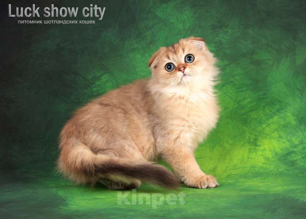 Кошки в Санкт-Петербурге: Золотой хайленд фолд Мальчик, 35 000 руб. - фото 6