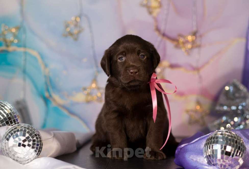 Собаки в Новосибирске: Щенки шоколадного лабрадора  Девочка, 60 000 руб. - фото 3