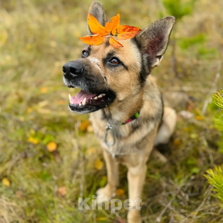 Собаки в Апрелевке: Рекс. Ему без человека никак. Удивительно человечный и мудрый мальчик в поисках своей семьи Мальчик, Бесплатно - фото 5