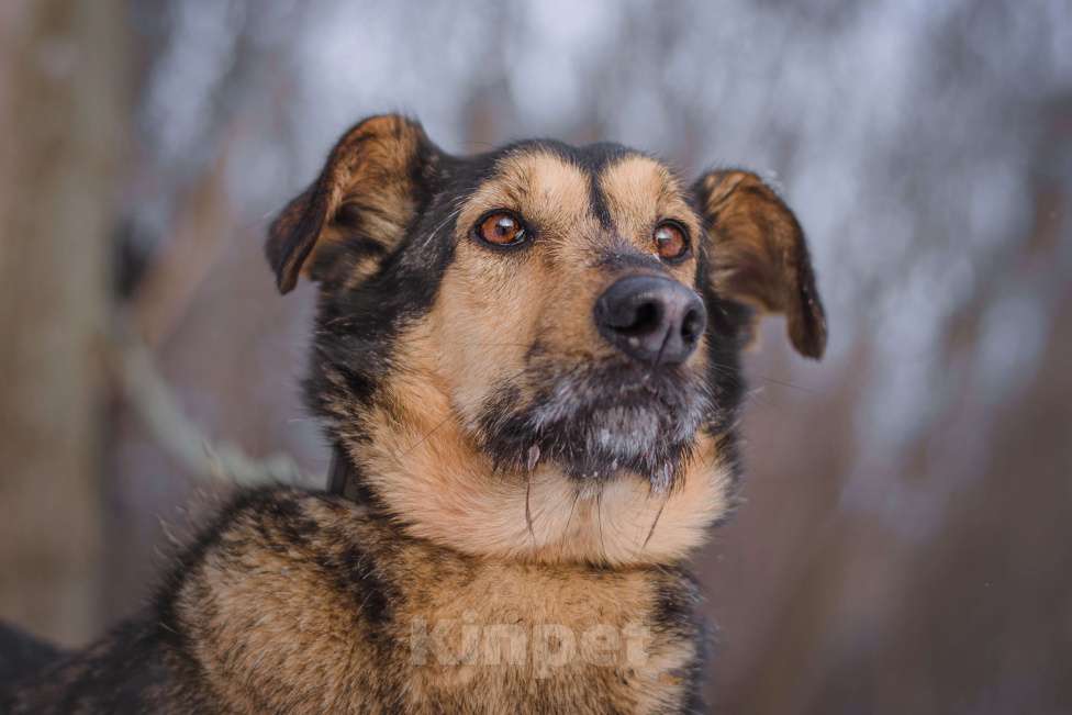 Собаки в Москве: Ника Девочка, Бесплатно - фото 3