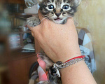 Кошки в Рязани: Котята Курильского бобтейла, 7 000 руб. - фото 5