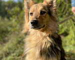 Собаки в Клине: Луша - красавица на коротких лапках Девочка, Бесплатно - фото 3
