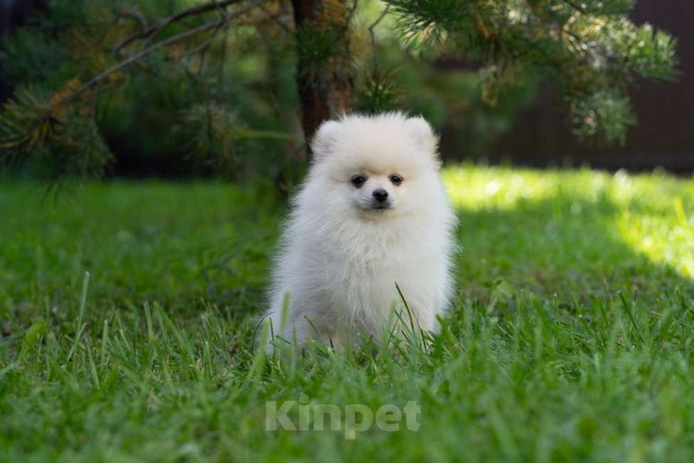Собаки в других городах Московской области: Мальчик Тишка Мальчик, 30 000 руб. - фото 4