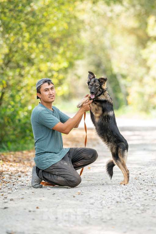 Собаки в Домодедово: Щенок Сима в добрые руки  Девочка, Бесплатно - фото 7
