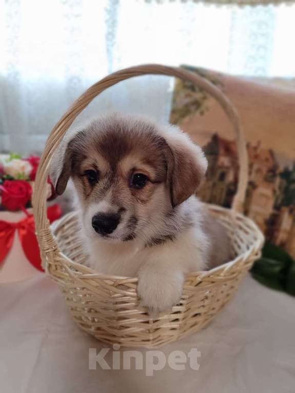 Собаки в Пересвете: Продаётся мальчик красавчик Мальчик, 50 000 руб. - фото 5