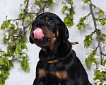 Собаки в Зеленограде: Кобель коричневая лента  Мальчик, 100 000 руб. - фото 5