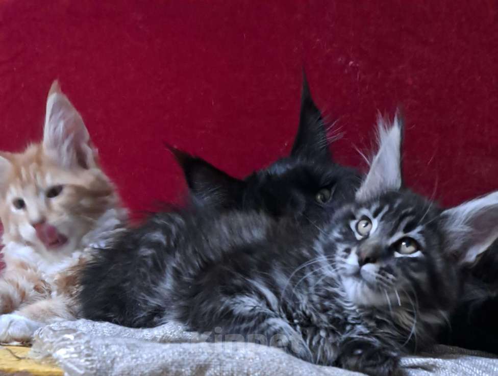 Кошки в Москве: Питомник гигантских кошечек Разнополые, 30 000 руб. - фото 1