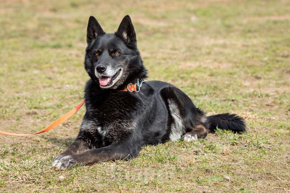 Собаки в Москве: Кама Девочка, Бесплатно - фото 22