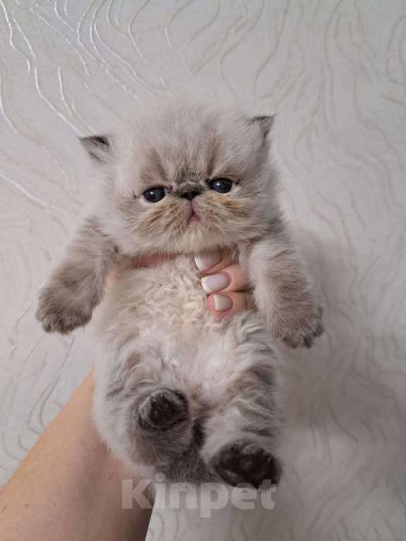 Кошки в Нижнем Новгороде: Котята персидской породы Девочка, Бесплатно - фото 1