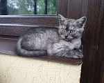 Кошки в Москве: Шотландские котята  Мальчик, 5 000 руб. - фото 10