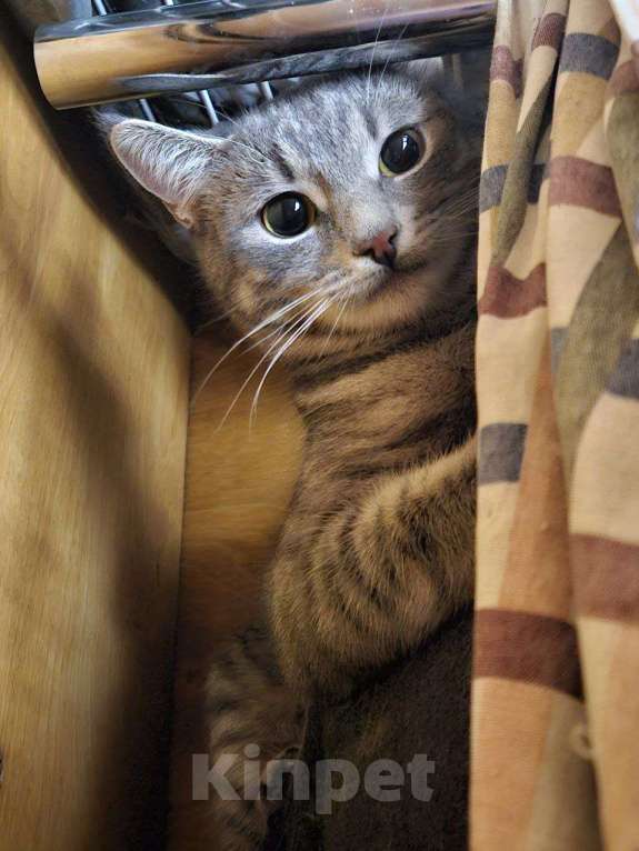 Кошки в Москве: Полосатая глазастая кошечка Алиса! Девочка, Бесплатно - фото 2