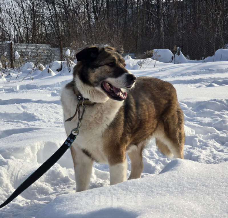 Собаки в Королеве: В поисках дома Берта. Девочка, Бесплатно - фото 9