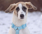 Собаки в Москве: Необычного окраса Стич в поисках дома Мальчик, Бесплатно - фото 1