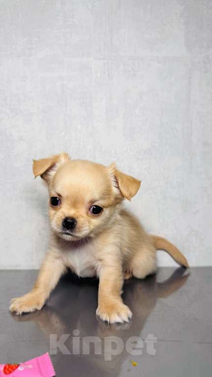 Собаки в Уфе: Очаровательные щенки длинношерстного чихуахуа — мальчики с документами Мальчик, 45 000 руб. - фото 1