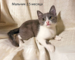 Кошки в Москве: Четыре маленьких сердечка ищут хозяев Девочка, Бесплатно - фото 7