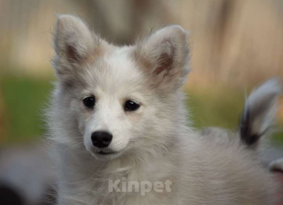 Собаки в Москве: Ненецкая оленегонная лайка, сука Дежавю. Девочка, 60 000 руб. - фото 1