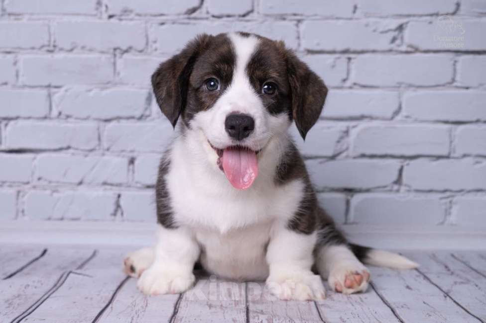 Собаки в Москве: Щенки Вельш-Корги Кардиган, 2 месяца, тигровый окр Мальчик, 50 000 руб. - фото 3