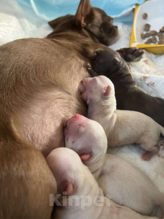 Собаки в Санкт-Петербурге: Щенки чихуа Девочка, 45 000 руб. - фото 1