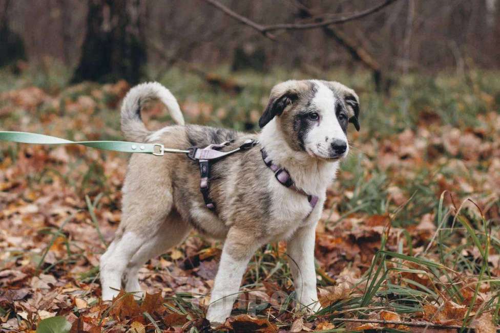 Собаки в Москве: Ювента - девочка, 2 месяца, ищет дом Девочка, Бесплатно - фото 6