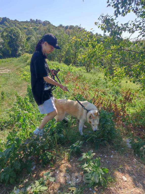 Собаки в других городах Краснодарского края: Метис Пхунсан по версии Яндекс в дар возможна доставка Мальчик, Бесплатно - фото 8