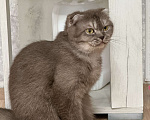 Кошки в Люберцах: Шотландские котята Девочка, Бесплатно - фото 2