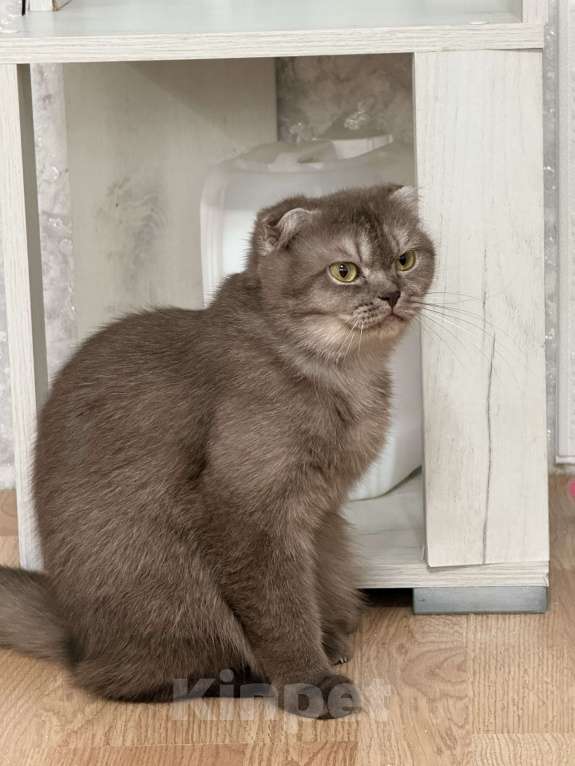 Кошки в Люберцах: Шотландские котята Девочка, Бесплатно - фото 2
