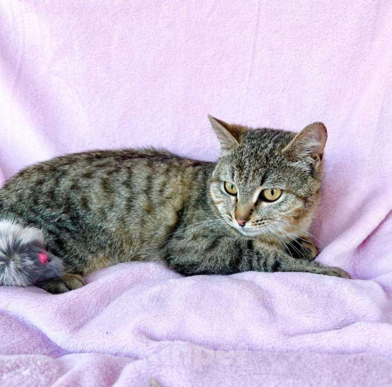 Кошки в Москве: Хома - кот, который делает погоду в доме! В добрые руки Мальчик, Бесплатно - фото 4