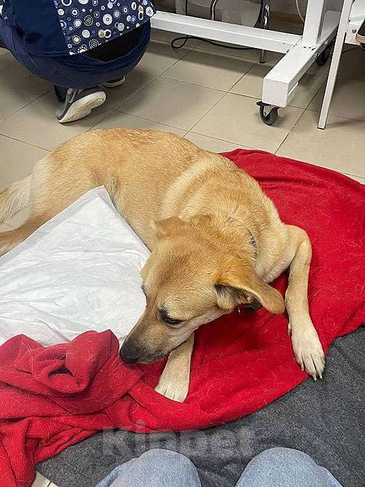 Собаки в Москве: Ваш самый лучший компаньон, домашняя собака Моника в добрые руки Девочка, 10 руб. - фото 8