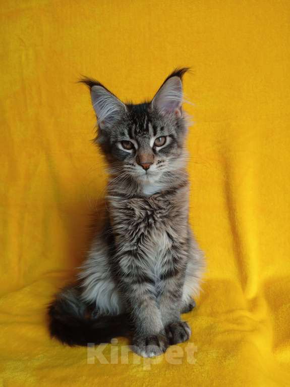 Кошки в Краснодаре: Котёнок мейн-кун, с документами. Девочка, 20 000 руб. - фото 5