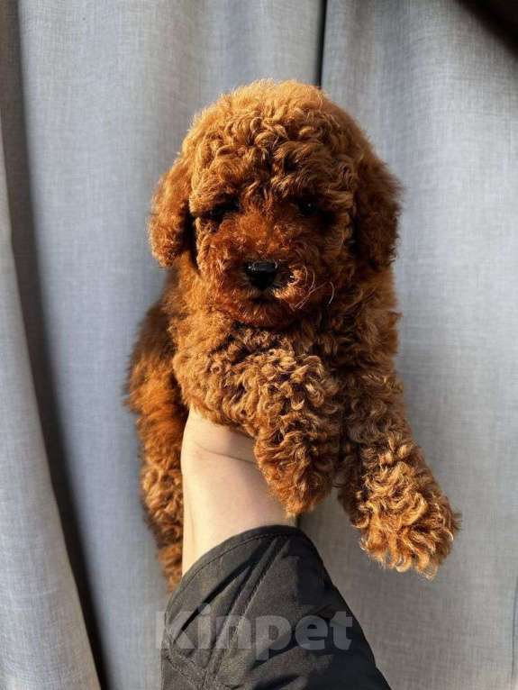 Собаки в Москве: Красивые малыши той пуделя. Мальчик, 75 000 руб. - фото 4