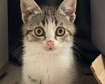 Кошки в Краснодаре: Котенок в добрые руки Девочка, Бесплатно - фото 7