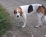 Собаки в Карабаново: Найдена Пегая гончая Мальчик, 1 руб. - фото 1
