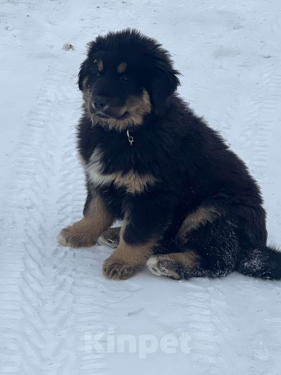 Собаки в Саратове: Щенки банхара Девочка, 50 000 руб. - фото 3