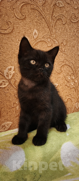 Кошки в Севастополе: Шотландский прямоухий котенок. Мальчик, 15 000 руб. - фото 6
