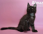 Кошки в Санкт-Петербурге: Котенок мейн-кун черный дым Almaz Diesel Power Мальчик, 70 000 руб. - фото 3